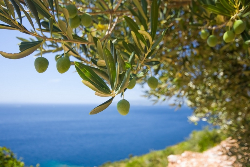 olive-oil-croatia.jpg